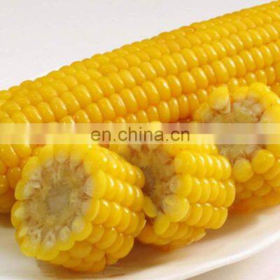 Industrial Continuous Steam Vegetable Fruit Blanching Machine photo-2