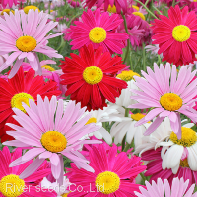 500g Online sale Mix F1 bulk loose African daisy gerbera flower seeds for planting