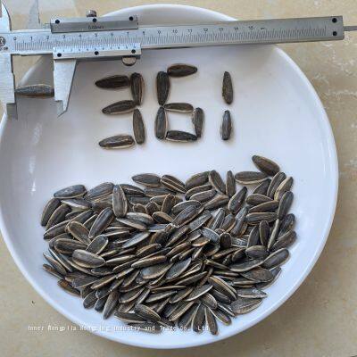 sunflower seeds raw in shell