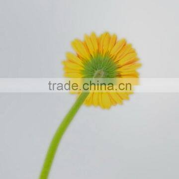 Quality Golden Sun gerbera organic flower