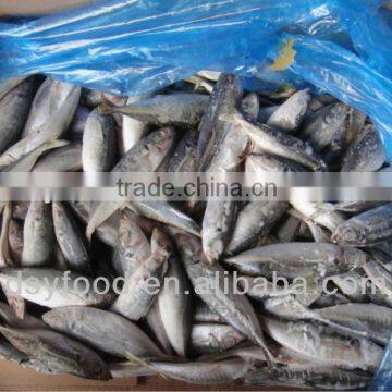 frozen horse mackerel canned fish