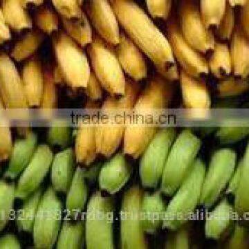 Fresh cavendish Banana Exporters In India