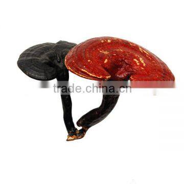 Memory Booster Biloba Ginkgo Organic Gold Ganoderma Extract