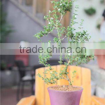 Different Size Wholesale Miniature Plant Pots With Tray photo-3