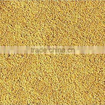 GOOD QUALITY yellow mustard seeds