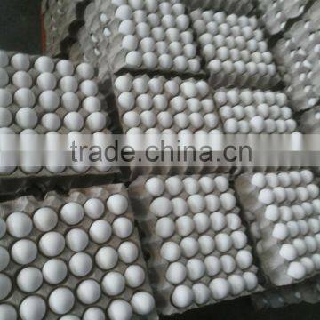 White Shell Egg Bulk Exporter photo-4