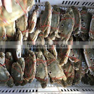 Frozen Three Spotted Crab Factory