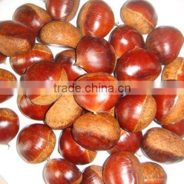 2016 fresh chestnut with high quality