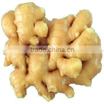 professional supplier of ginger