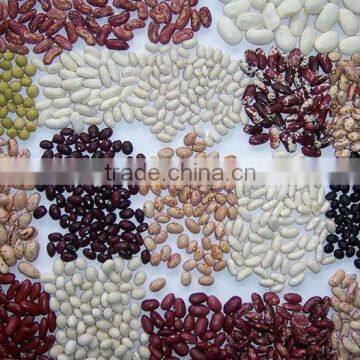 Chinese Red Kidney Bean Original Wholesales Price