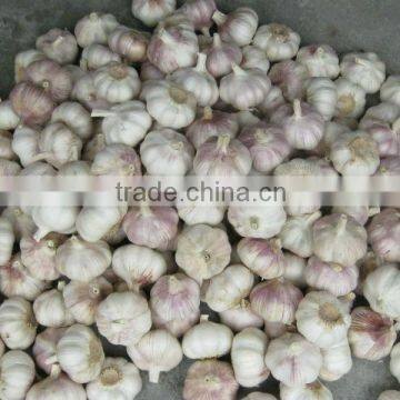 normal white garlic