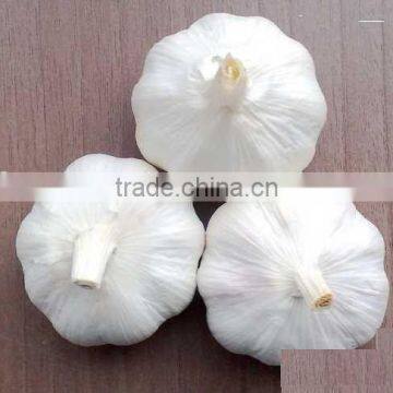 5.5purewhite fresh garlic 2010 Shandong Laiwu