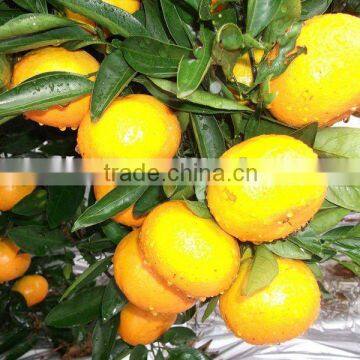 Cell Sacs Mandarin Orange