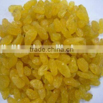 Xinjiang sweet gold raisin