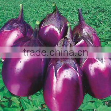 Hybrid F1 Purple Red Oval Shape Eggplant Seeds For Planting-Early Red Eggpalnt No.2 F1