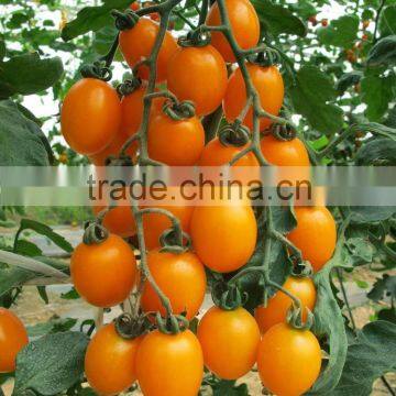 Hybrid high yield orange red Tomato seeds for cultivation-Huang He 800