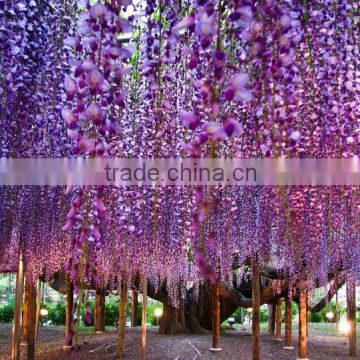 2016 High Purity Chinese Wisteria Seeds For Growing