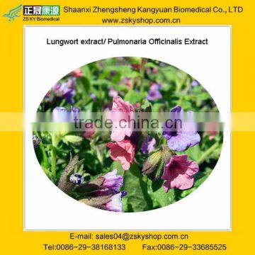 Lungwort extract/ Pulmonaria Officinalis Extract from GMP manufacturer