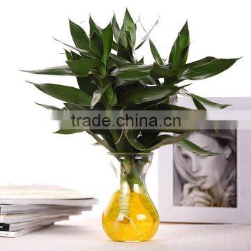 Green leaves twist /straight Dracaena sanderiana lucky bamboo Dracaena