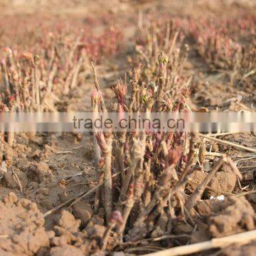 Paeonia Suffruticosa Andrews Peony Seedling