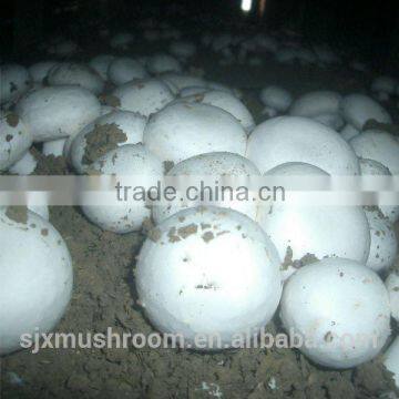 agaricus bisporus(mushroom)