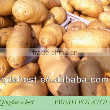 China 2015 new potatoes