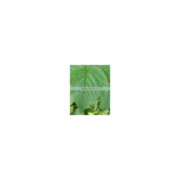 Raspberry Leaf Extract Powder 4:1 Water Soluble