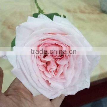 Best Sales and Beautifual Fresh Cut Flowers in photo-3