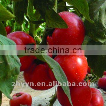 Red Fruit Tomato F1 Hybrid Tomato Seeds