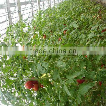 Hydroponics Greenhouse Agriculture using for production