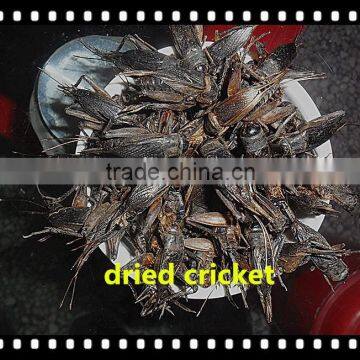 High Protein Microwave Dried Crickets photo-4
