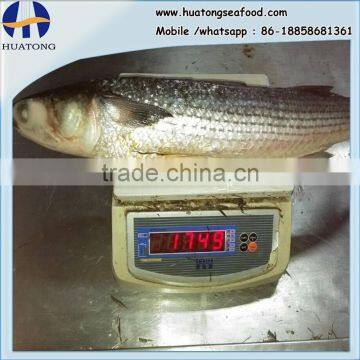 land frozen grey mullet whole round with size 1500-2000g