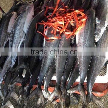 Food Seasoning , Bulk Packing 10kgs Good Quality Spanish Mackerel photo-2