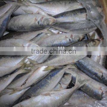 Frozen Horse Mackerel photo-2