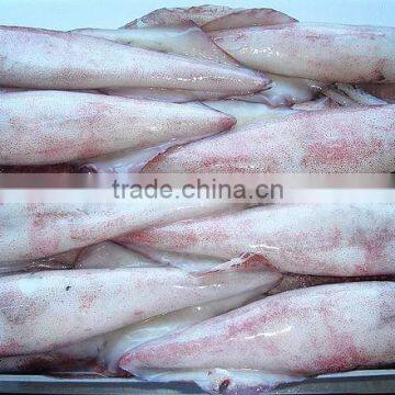 LOLIGO SQUID/ ARROW FISH/ INKFISH/ CALAMARI photo-3