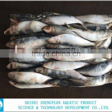 Hot Sale Frozen Sardine Fish Whole Round photo-5
