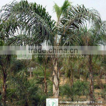 Syagrus romenzoffianum landscaping palm trees