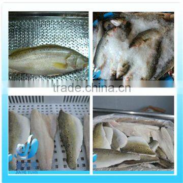 FROZEN FRESH SEABASS FISH WHOLE ROUND/SEABASS FILLET