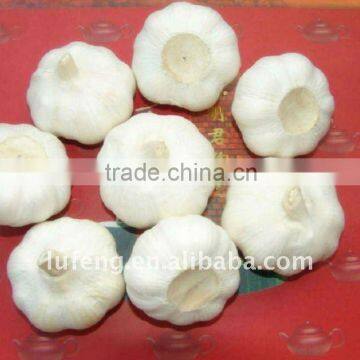 garlic price in china 2012