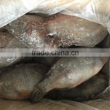 FROZEN BIG TILAPIA WHOLE ROUND HOT SALE IN AFRICA