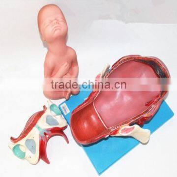 Training Model of Fetal Production Process in the Model of Term Fetus photo-6