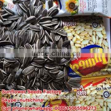 sunflower seeds 5009 24/64 28/68