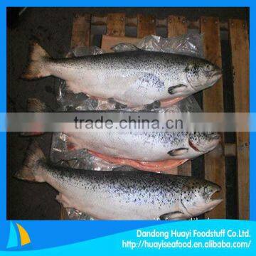 high quality new frozen pink salmon fish