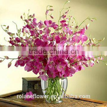 women's day wholesale natural cut high quality multi-colored color cattleya orchid