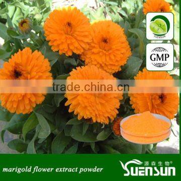 High quality lutein powder marigold flower extract powder