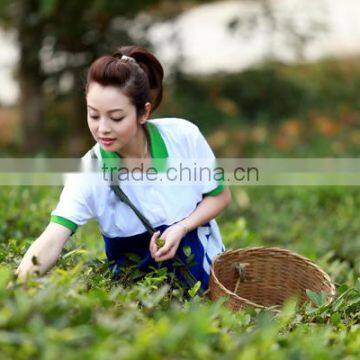 High Quality Best Taste and Competitve Price Green Tea SP2 photo-5