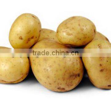 High Quality Potatoes from India