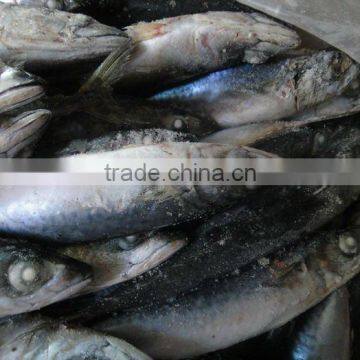 High Grade Seafrozen Pacific Mackerel