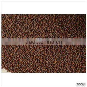 High Quality mustard seeds,sinapis alba,Brassica Juncea, Brassica Nigra