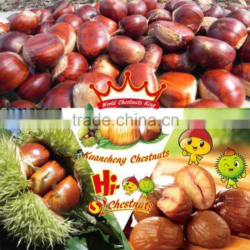 Eating Sweet Fresh Chinese Dried Peeled Chestnuts for Sale photo-4